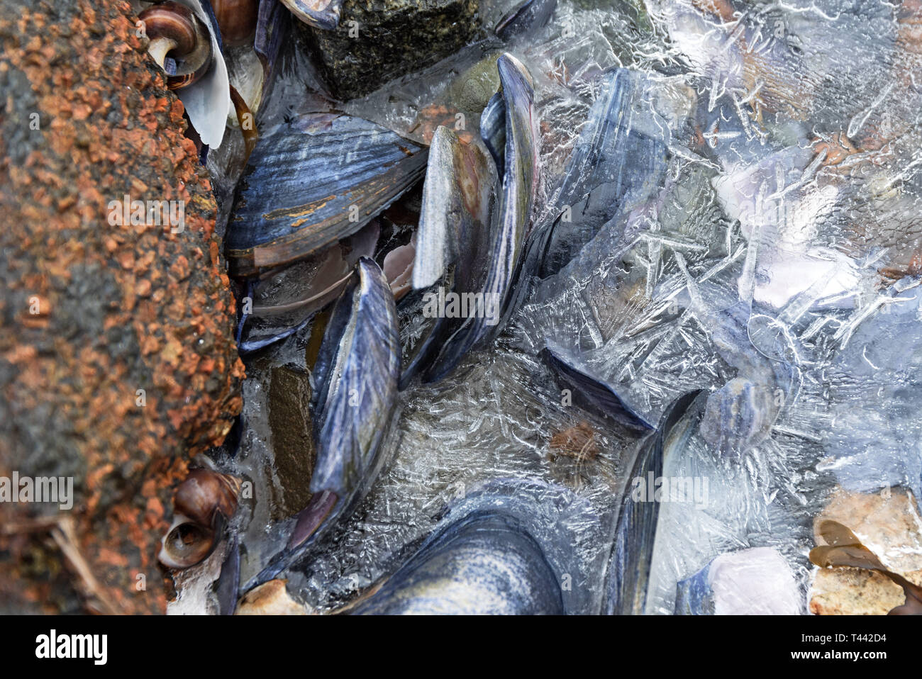 Thin sea ice freezing around empty mussel shells, Northeast Harbor