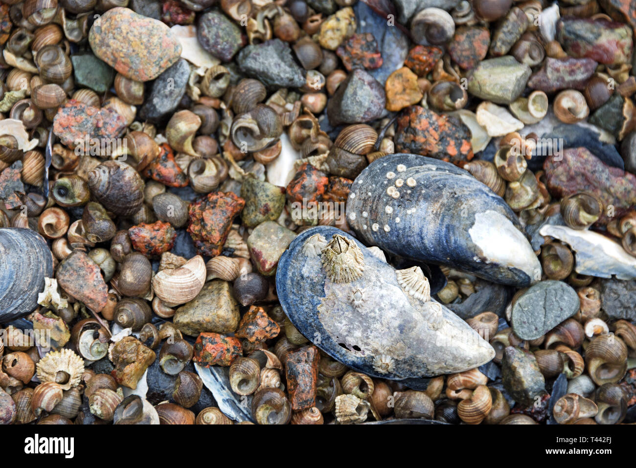 Blue mussels and Common Periwinkles washed up on the shore at Northeast Harbor, Maine. Stock Photo