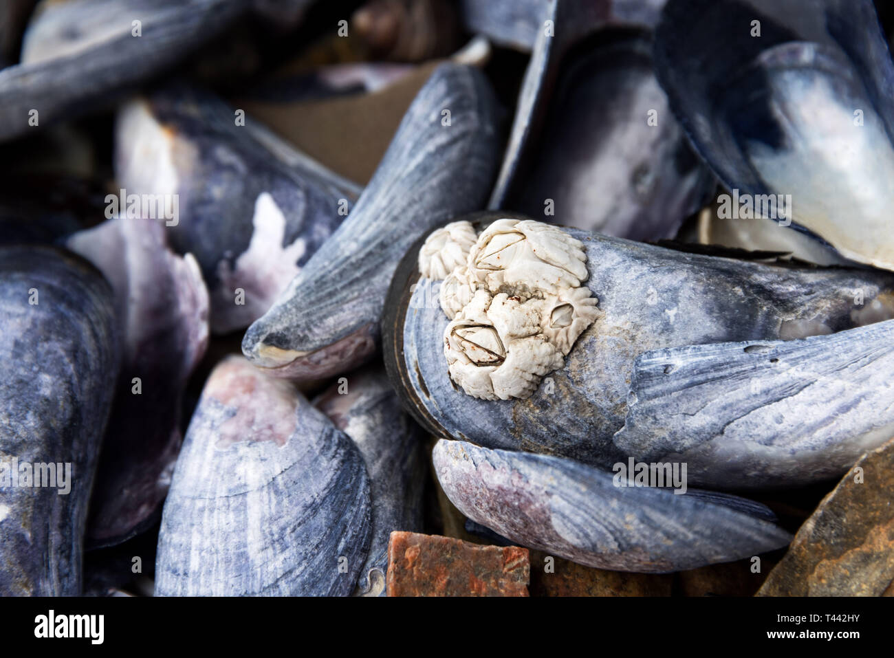 Barnacles (Semibalanus balanoides) growing on Blue Mussel shells (Mytilus edulis), Northeast Harbor, Maine. Stock Photo