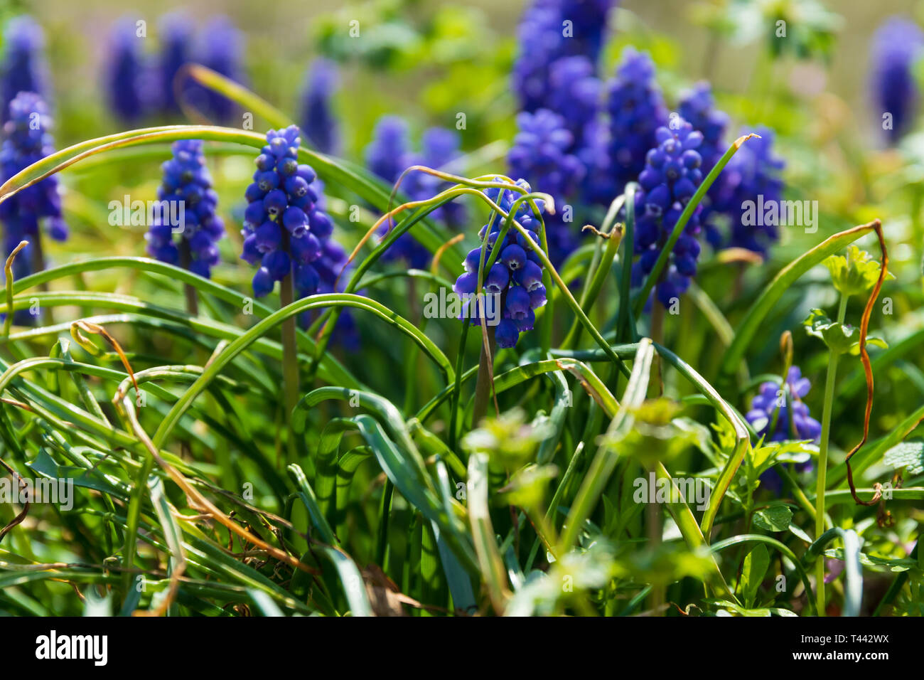 Blue Grape Hyacinth growing wild in Teresita, Oklahoma 2019 Stock Photo