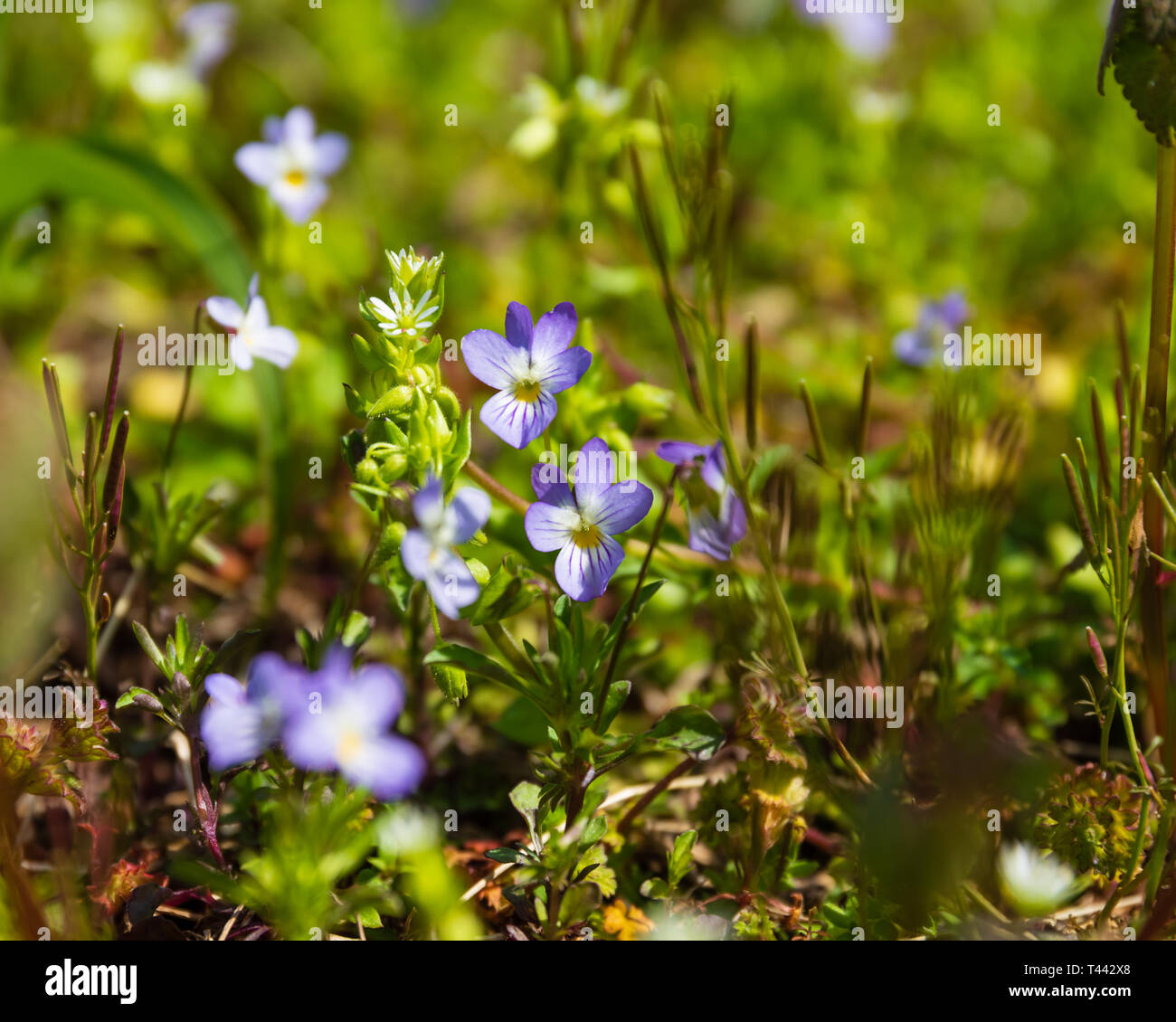 A bunch of Veronica Chamaedrys growing wild in Teresita, Oklahoma 2019