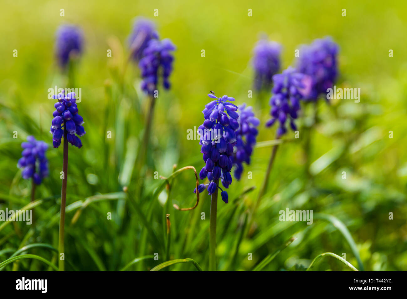 Blue Grape Hyacinth growing wild in Teresita, Oklahoma 2019 Stock Photo