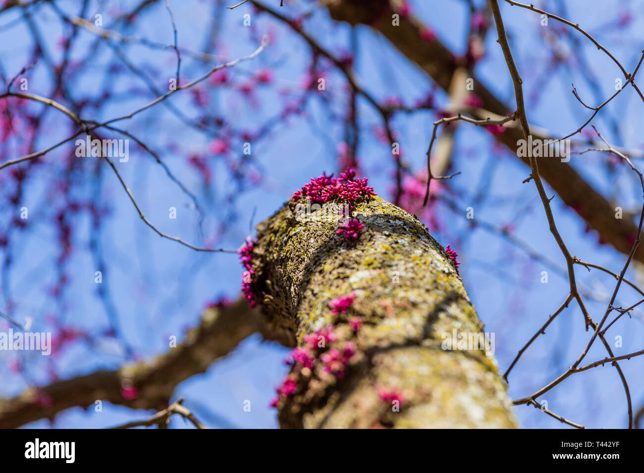 A Eastern Red bud tree with sprouts of flowering buds growing up the trunk located in Teresita, Oklahoma 2019 Stock Photo