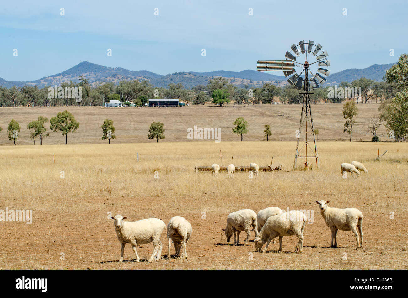 Sheep in a dry grass paddock, Tamworth NSW Australia. Stock Photo