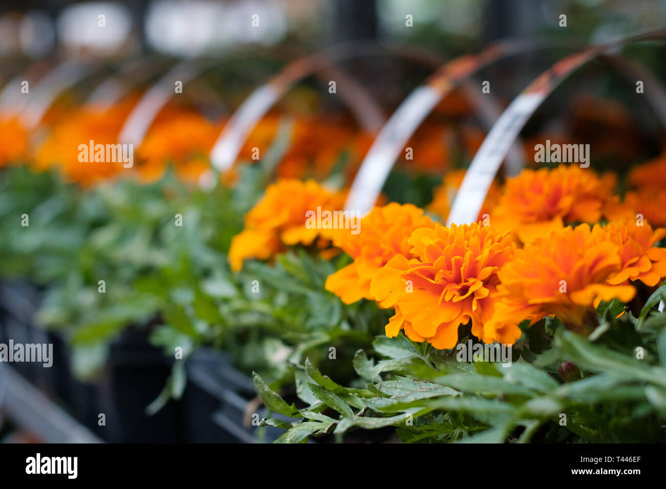 Garden shop. Many colorful flowerpot in the store, close up. Nursery of plants and flowers for gardening Stock Photo