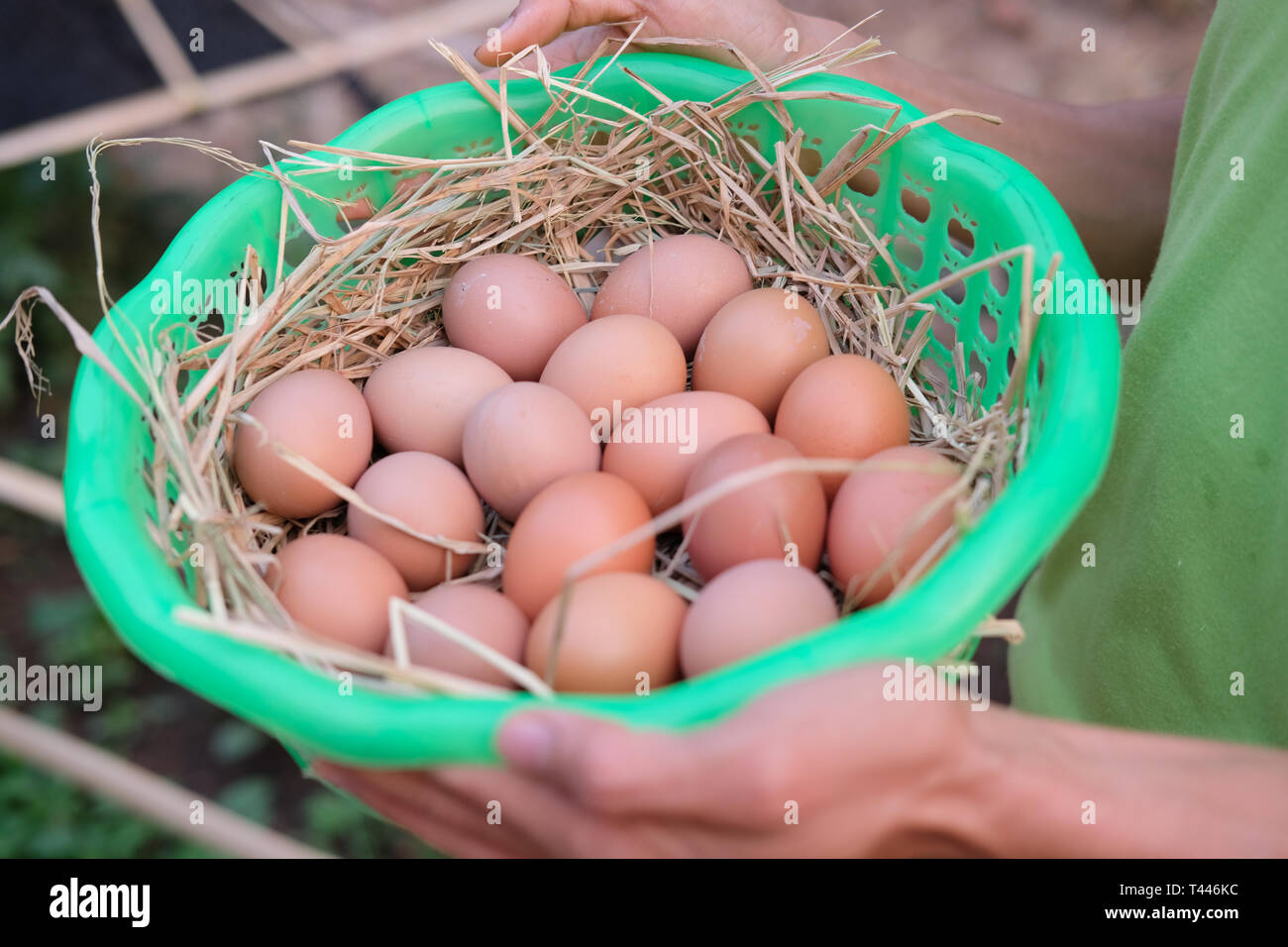 Chicken egg raw 9339329 PNG