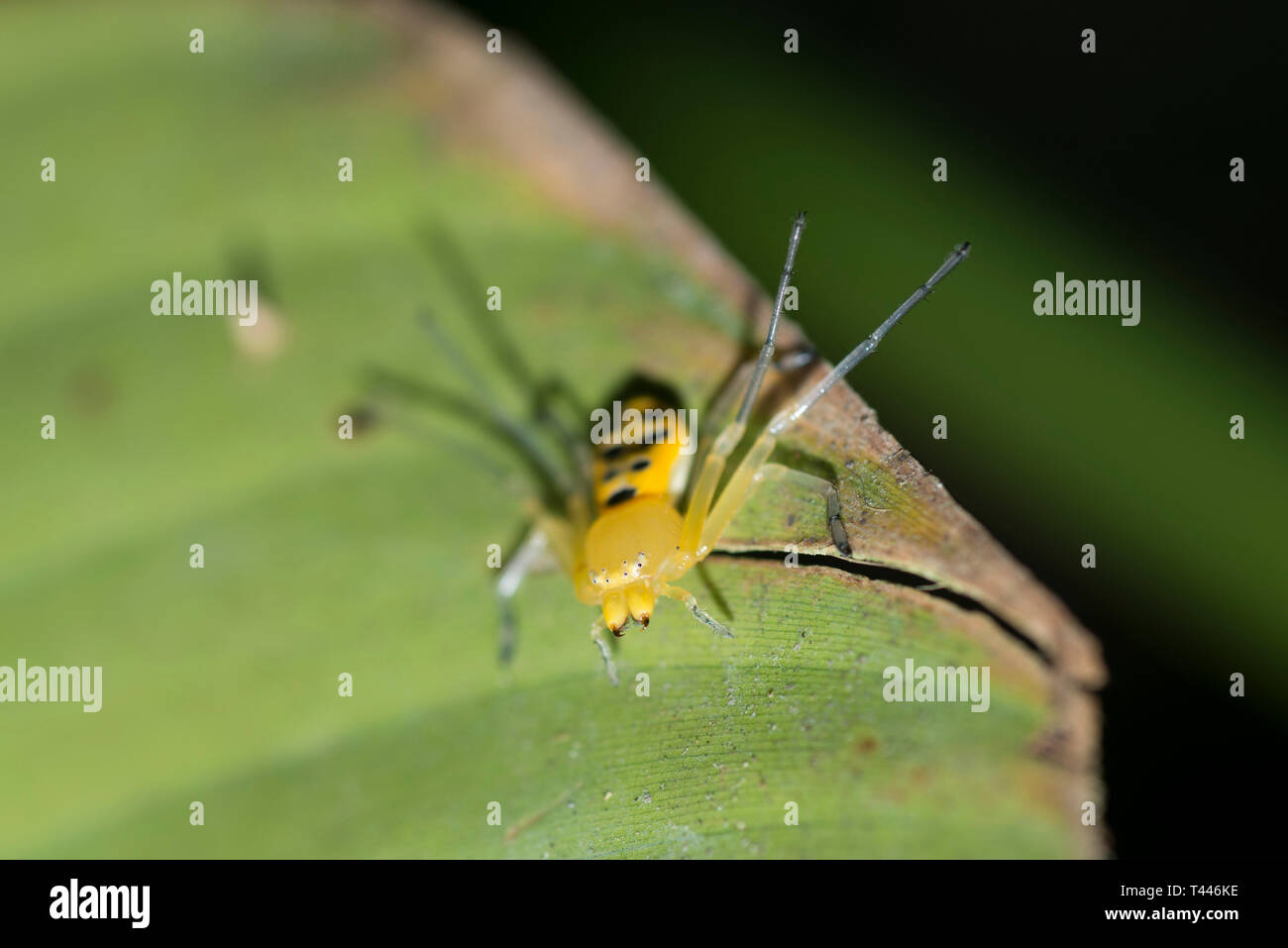 EIght-spotted Crab Spider, Platythomisus octomaculatus, Klungkung, Bali
