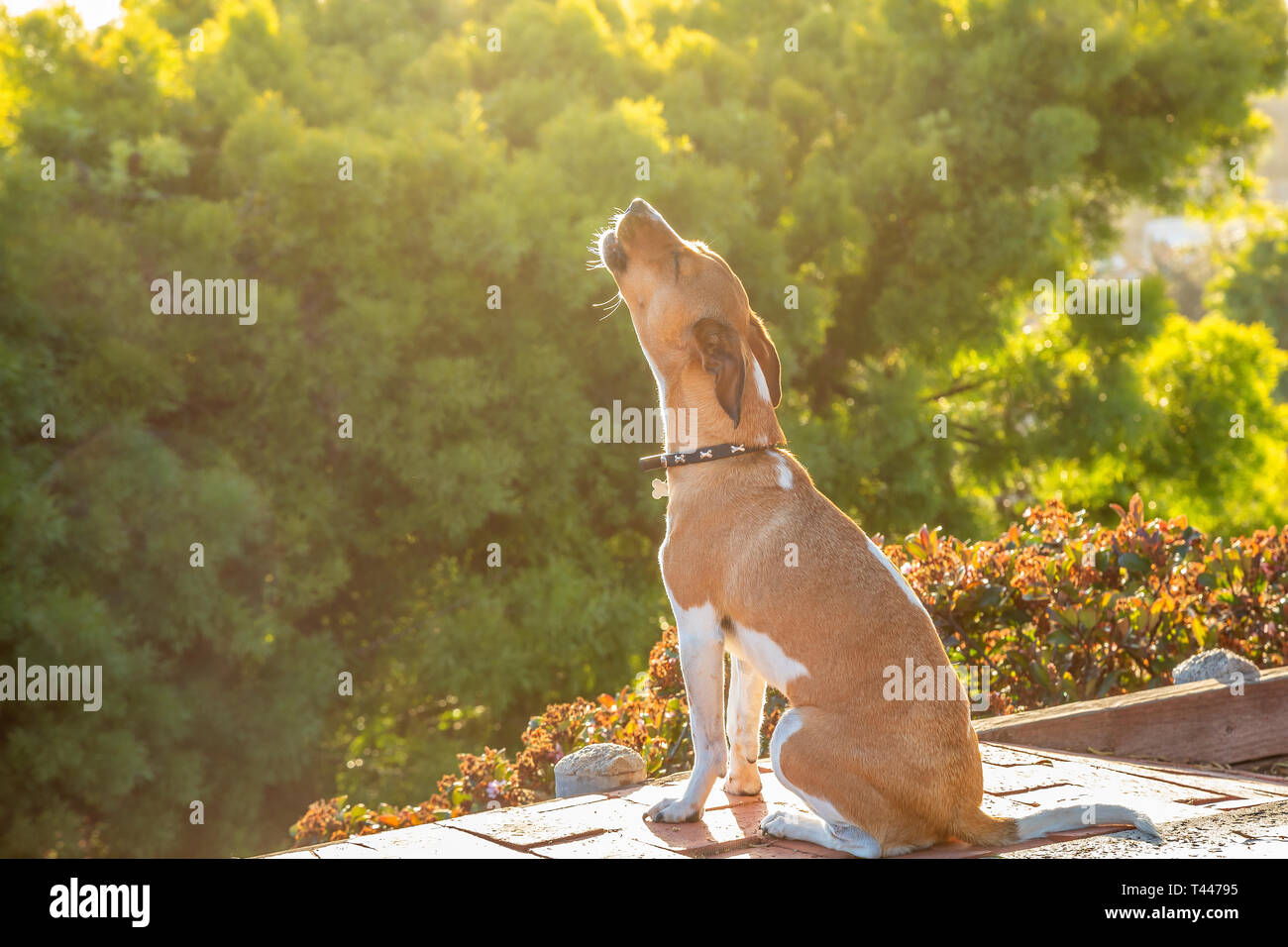 A howling mixed breed dog Stock Photo