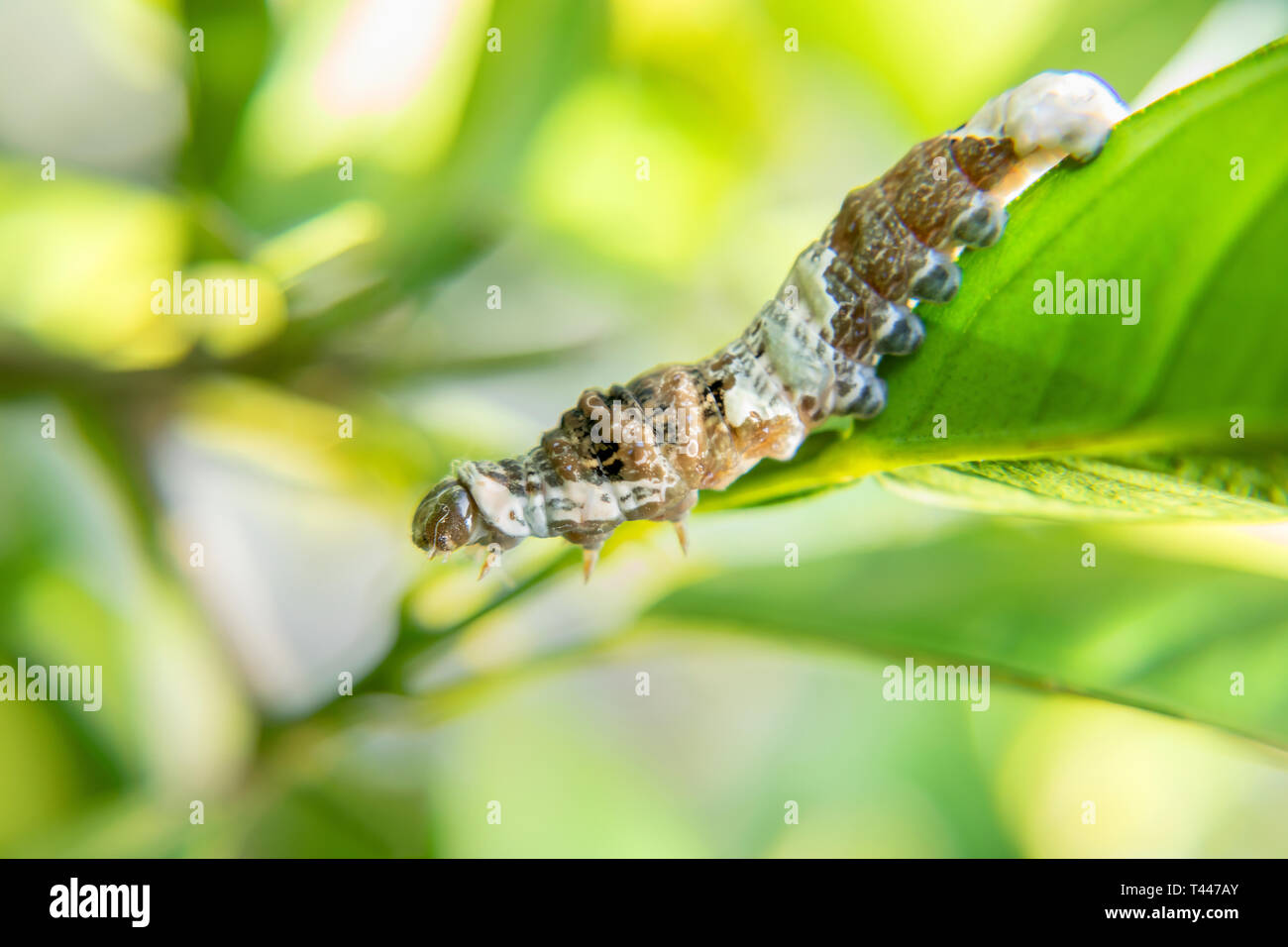 Caterpillar Markings High Resolution Stock Photography and Images - Alamy
