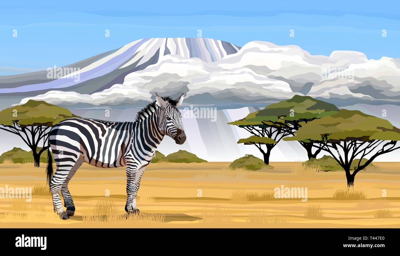 African zebra on white background vector illustration Stock Vector