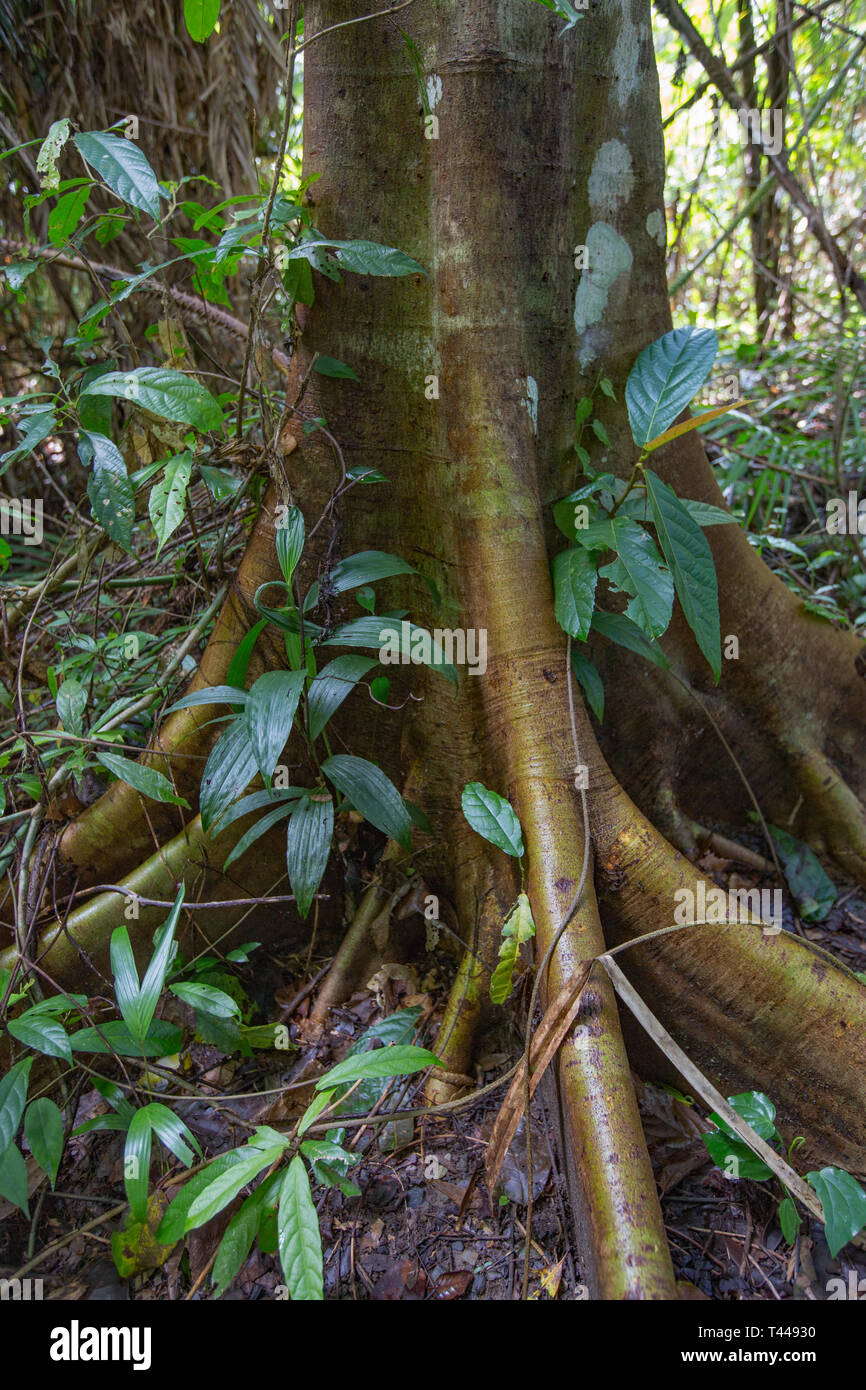Buttress root rainforest tree Stock Photo