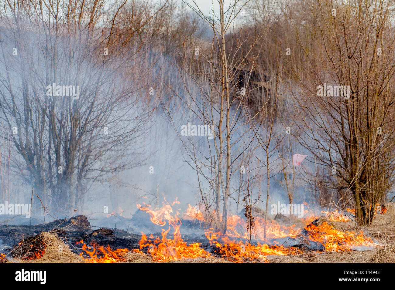 A strong fire spreads in gusts of wind through dry grass, smoking dry ...