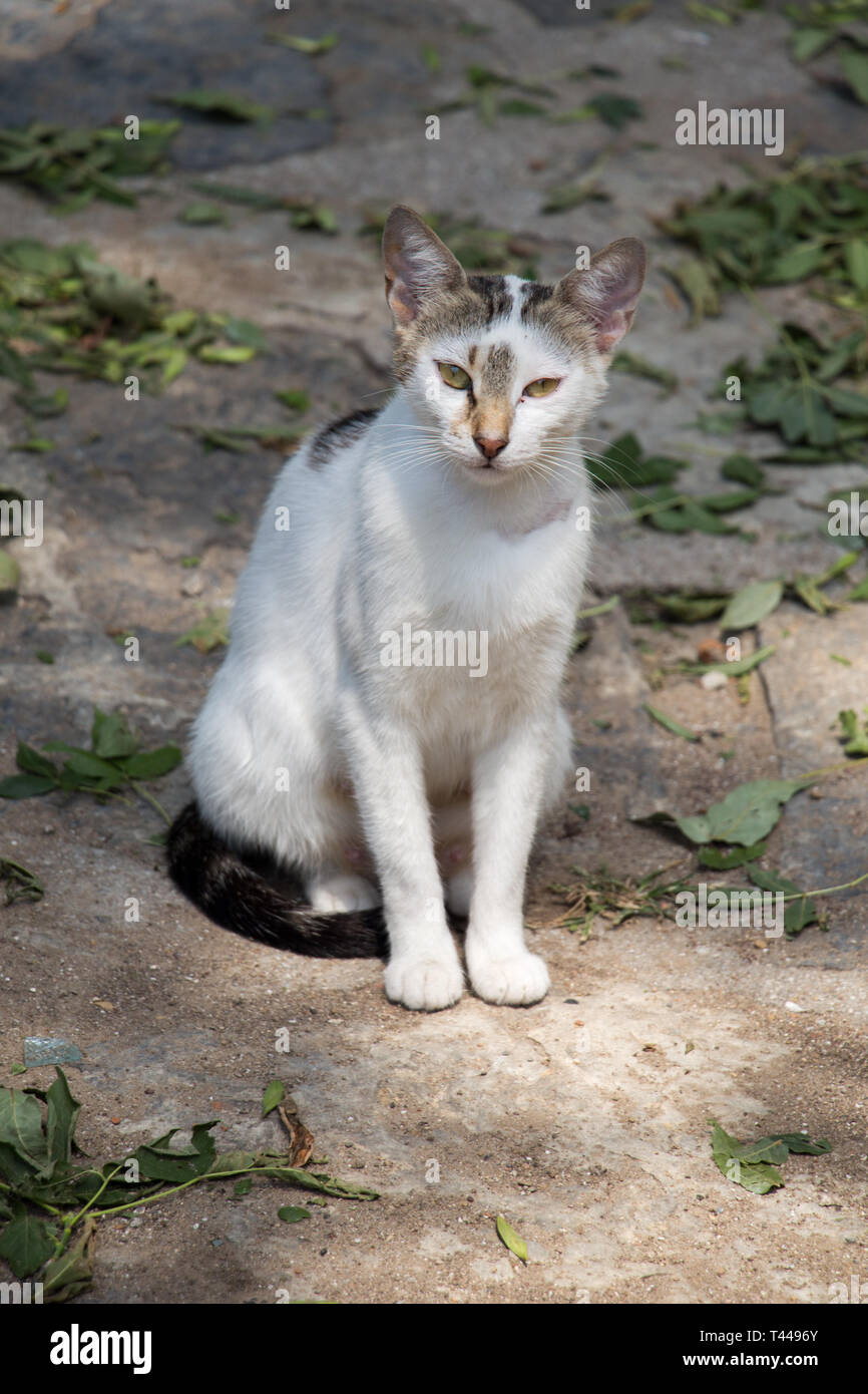 Stray cat seen in the street of the city Stock Photo - Alamy