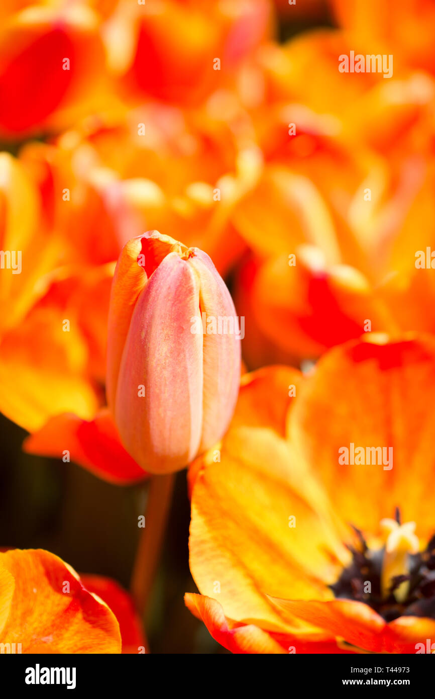 Blooming colorful tulip flowers in garden as floral background Stock ...