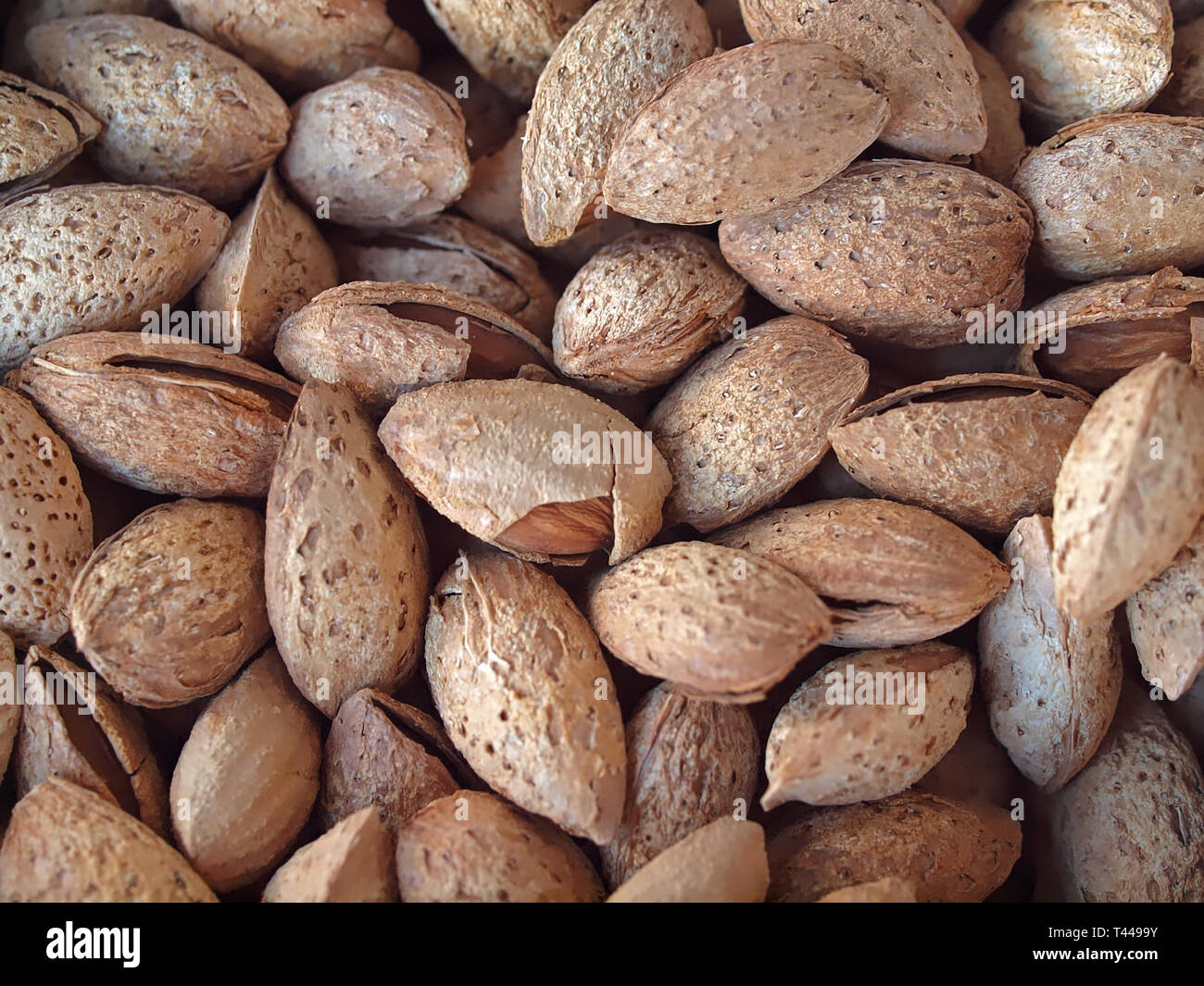 Almond Nut Shell