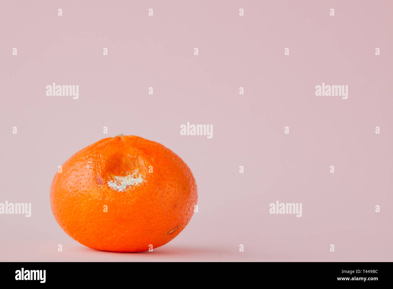 Rotten moldy oranges, tangerines on pink background. A photo of the