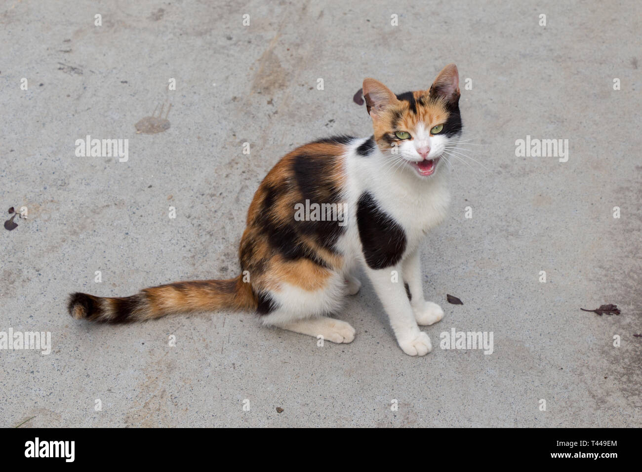 Stray cat seen in the street of the city Stock Photo - Alamy