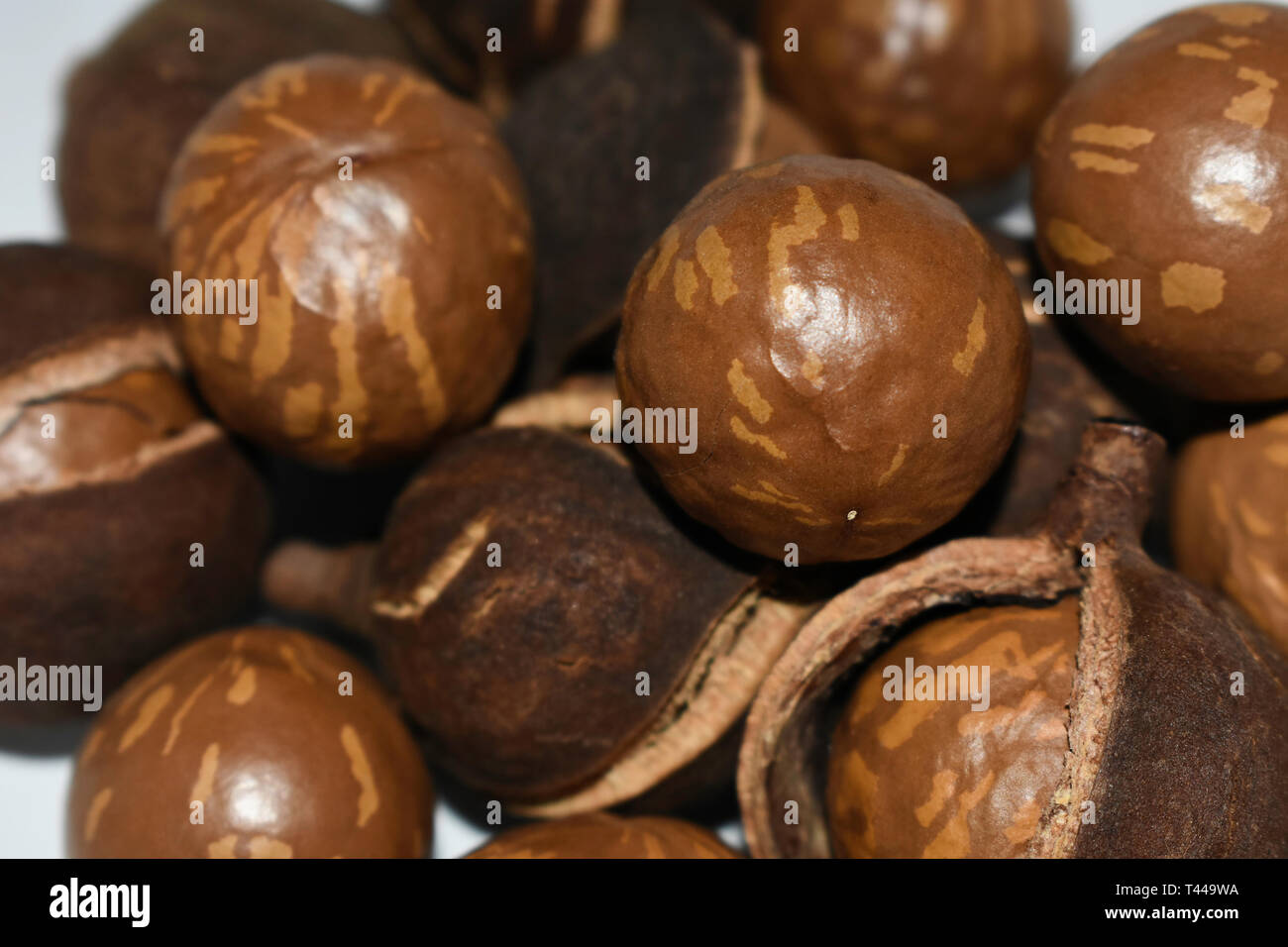Natural Macadamia Tree Nuts In Shell And Husk Stock Photo