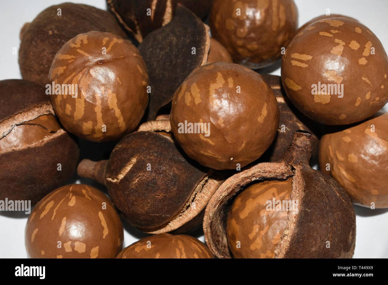 Fresh Macadamia Tree Nuts In Shell And Husk Stock Photo