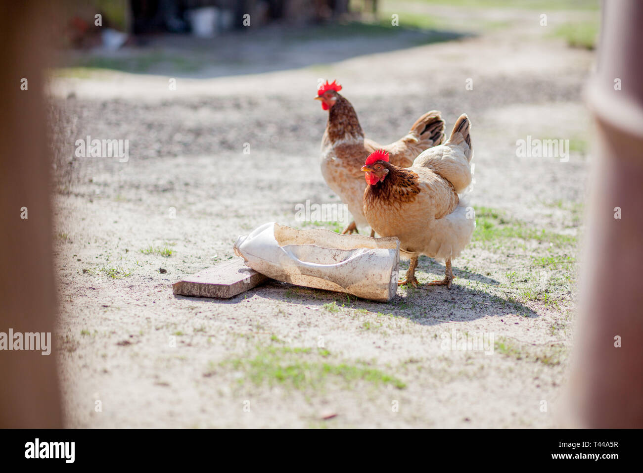 Poultry farm chickens drinking water hires stock photography and