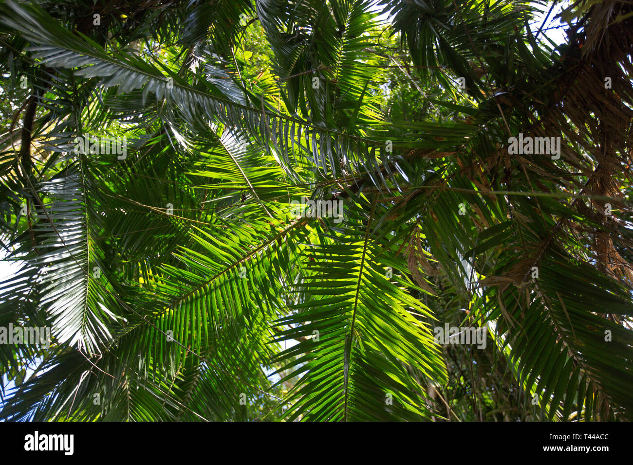 Calamus vine, wait a while vine from rainforest of NE Queensland Stock Photo