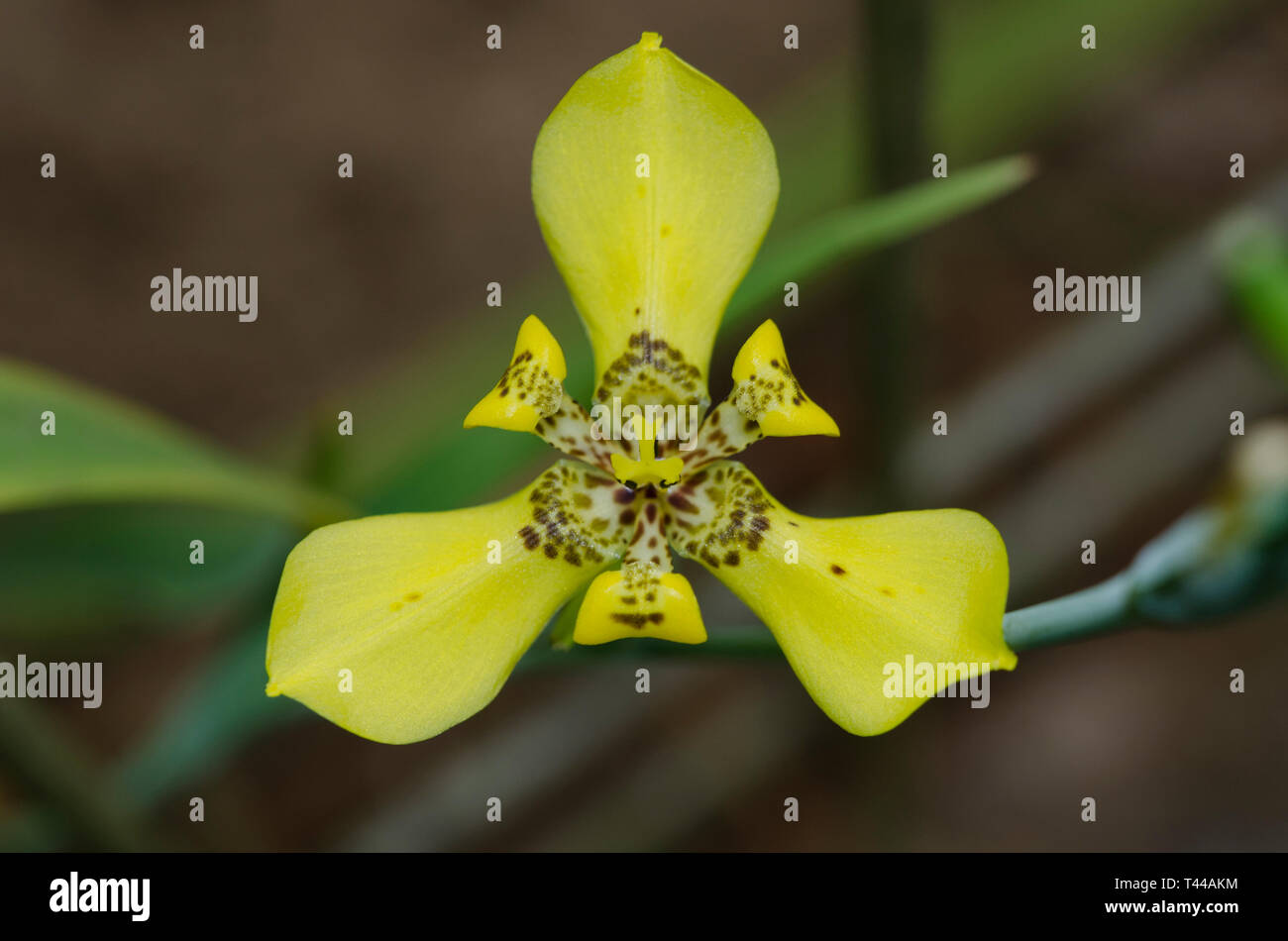 Bilateral symmetry hi-res stock photography and images - Alamy