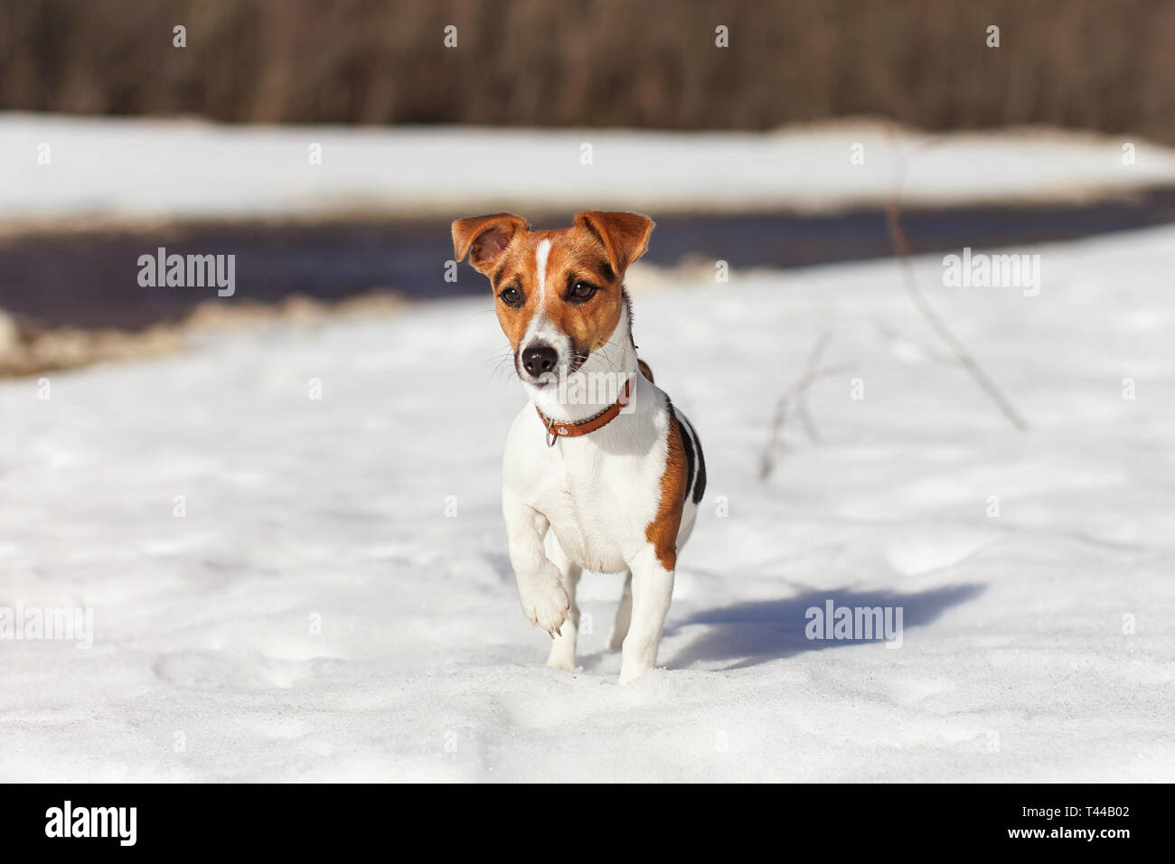 Sun shines on small Jack Russell terrier standing on snow, river behind her Stock Photo