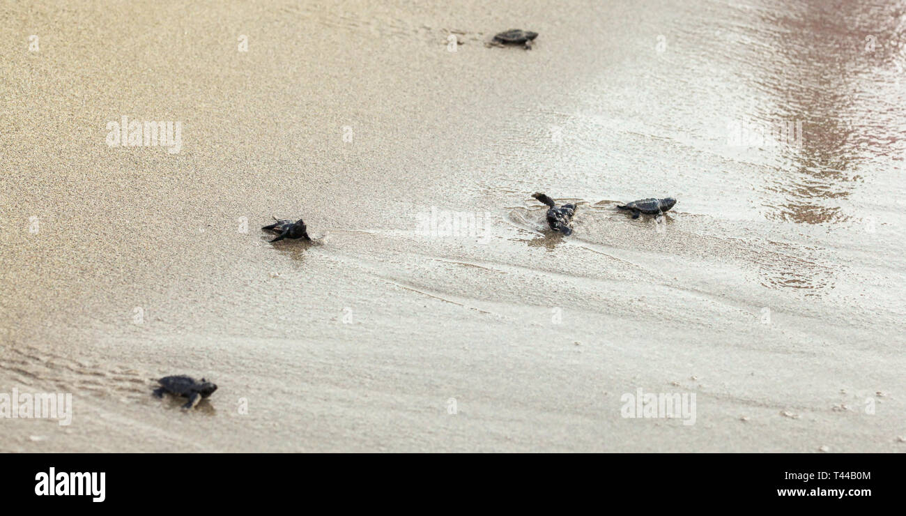 Hatched baby turtles, walking on sand trying to get into sea, one turned upside down after wave Stock Photo