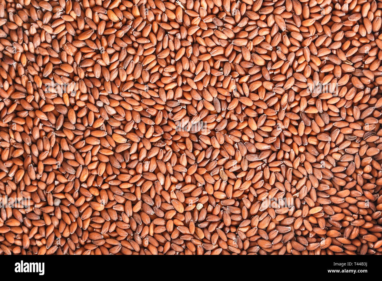 Cress Lepidium Sativum Seeds Macro Detail Closeup Stock Photo Alamy Cress Lepidium Sativum Seeds Macro Detail Closeup Stock Photo Alamy