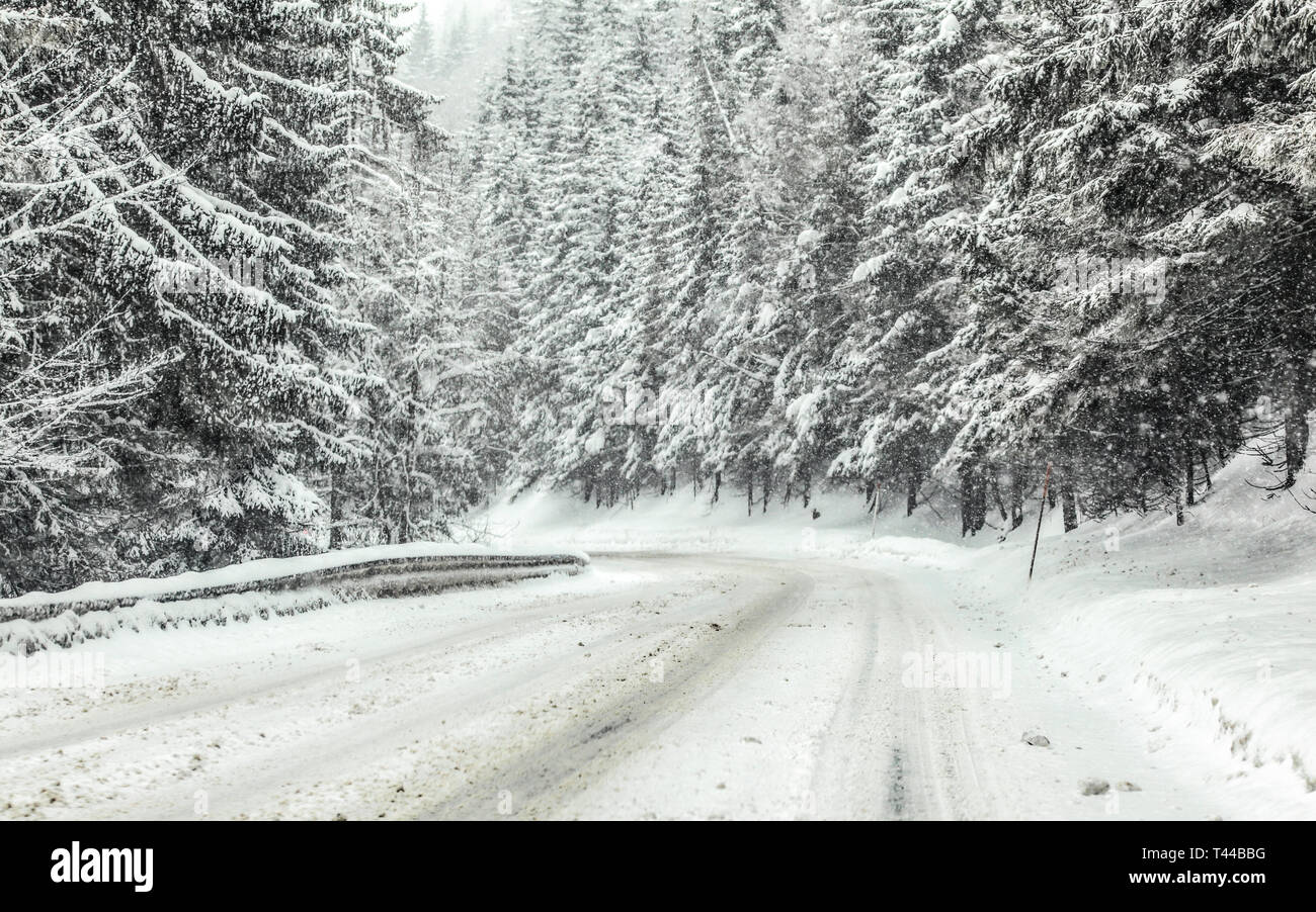 Forest road covered with snow during blizzard snowstorm, trees on both