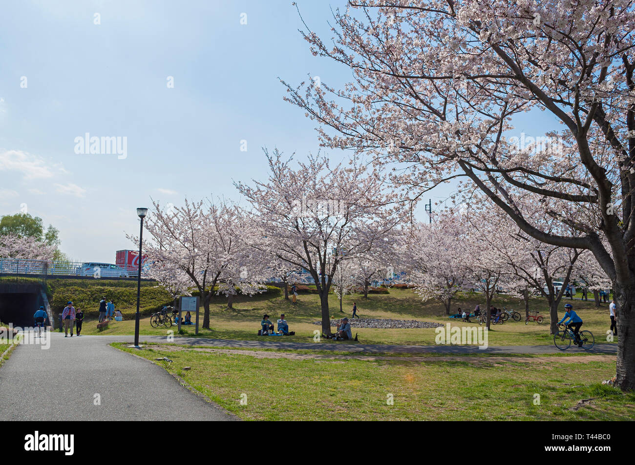 Kashiwa, Chiba, Japan - April 6, 2019: People enjoying the spring cherry blossoms or as known as Hanami in a park at Kashiwa, Japan. Stock Photo