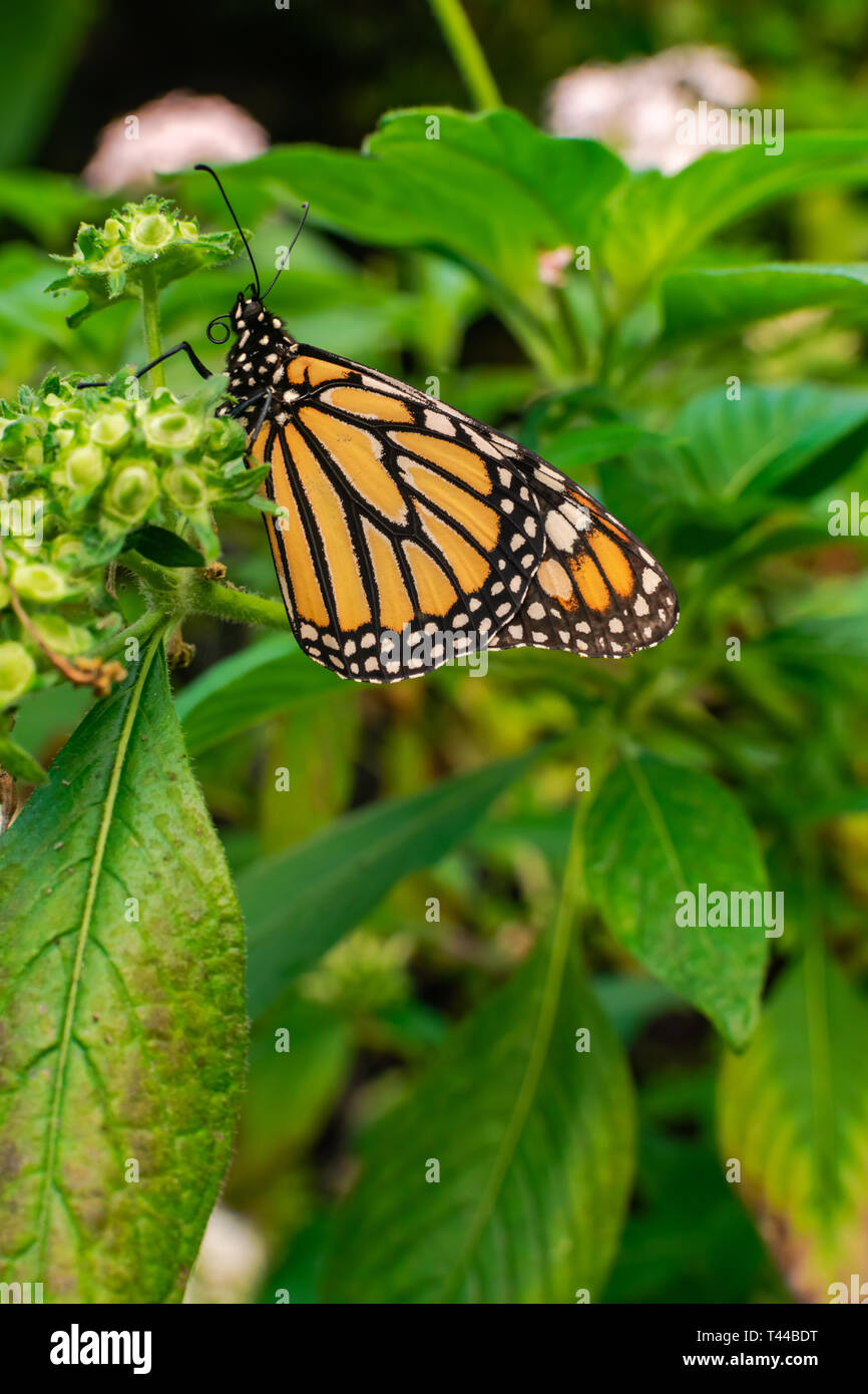 Monarch butterfly (Danaus plexippus), on a green flower Stock Photo - Alamy