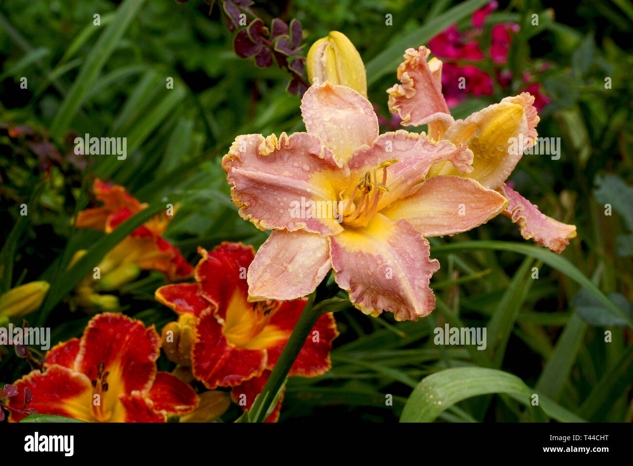 Pink flowers. Hemerocallis Anne McWilliams. Daylilies blossom in the summer. Stock Photo
