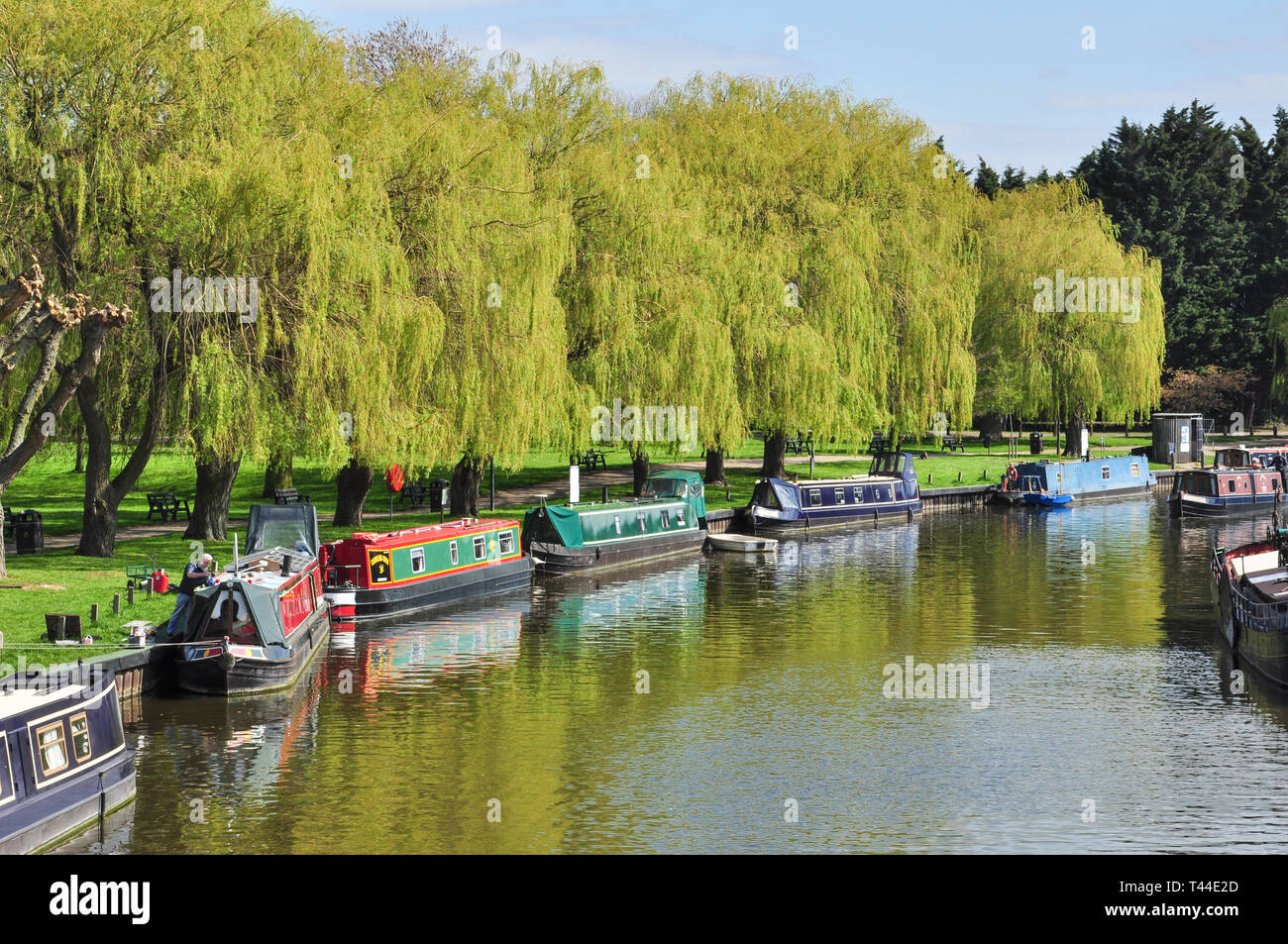 Narrow boats moored beside willow trees on the River Great Ouse, Ely, Cambridgeshire, England, UK Stock Photo