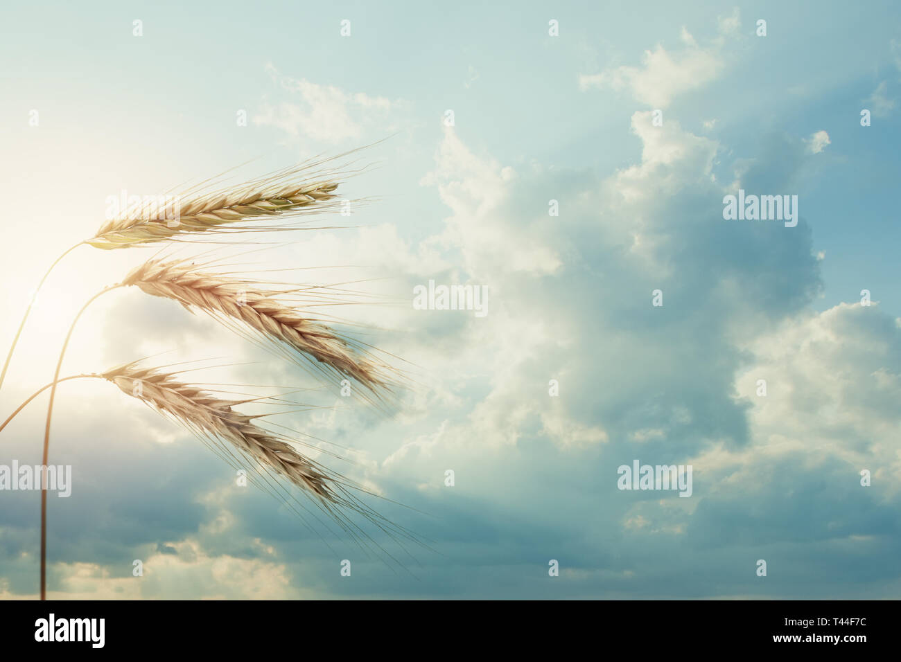 Ripe wheat ears on blue sky background with sunlight Stock Photo - Alamy
