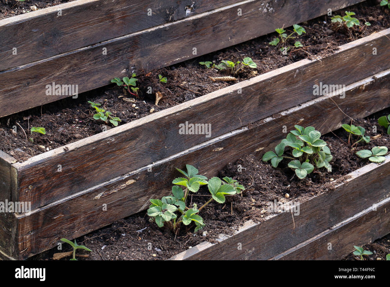 Strawberry plant. Strawberry bushes in the garden Stock Photo - Alamy