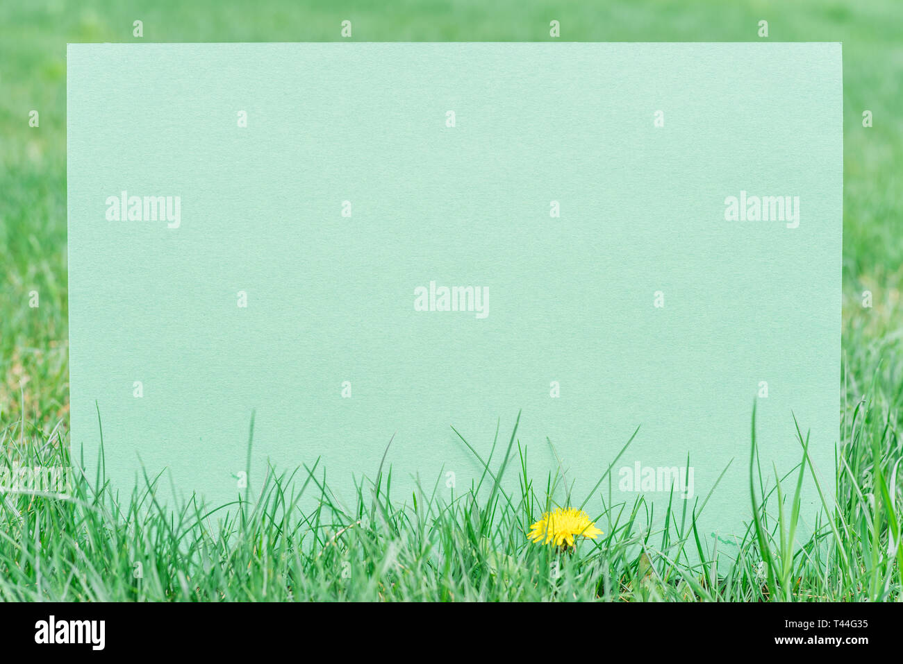 Paper blank on the green grass. Green grass as a frame. Stock Photo