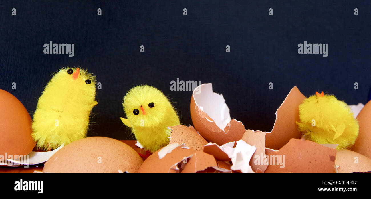 Three yellow chicks hatched with egg shell. Stock Photo