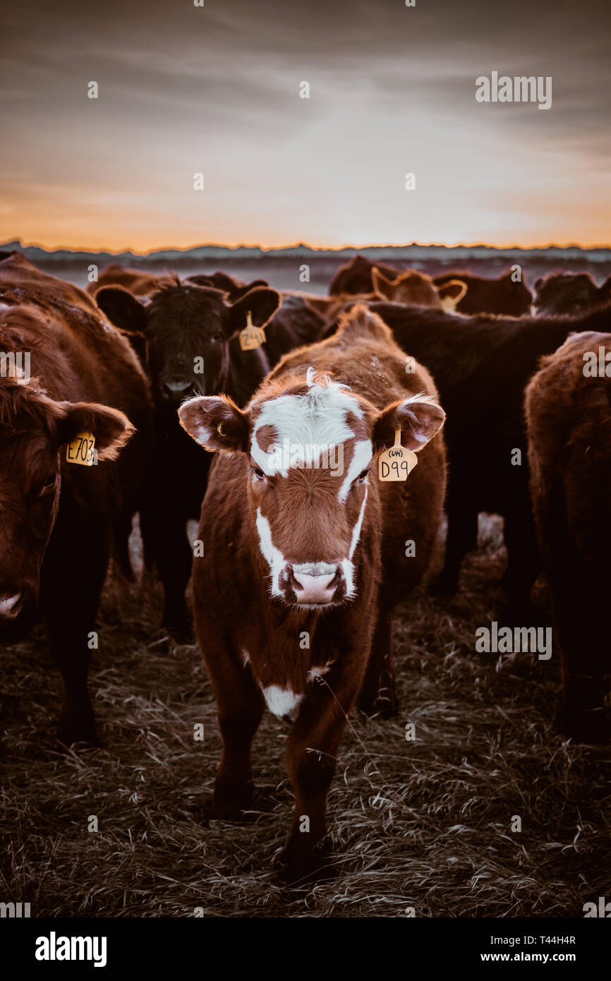 Beef cow herd hi-res stock photography and images - Alamy