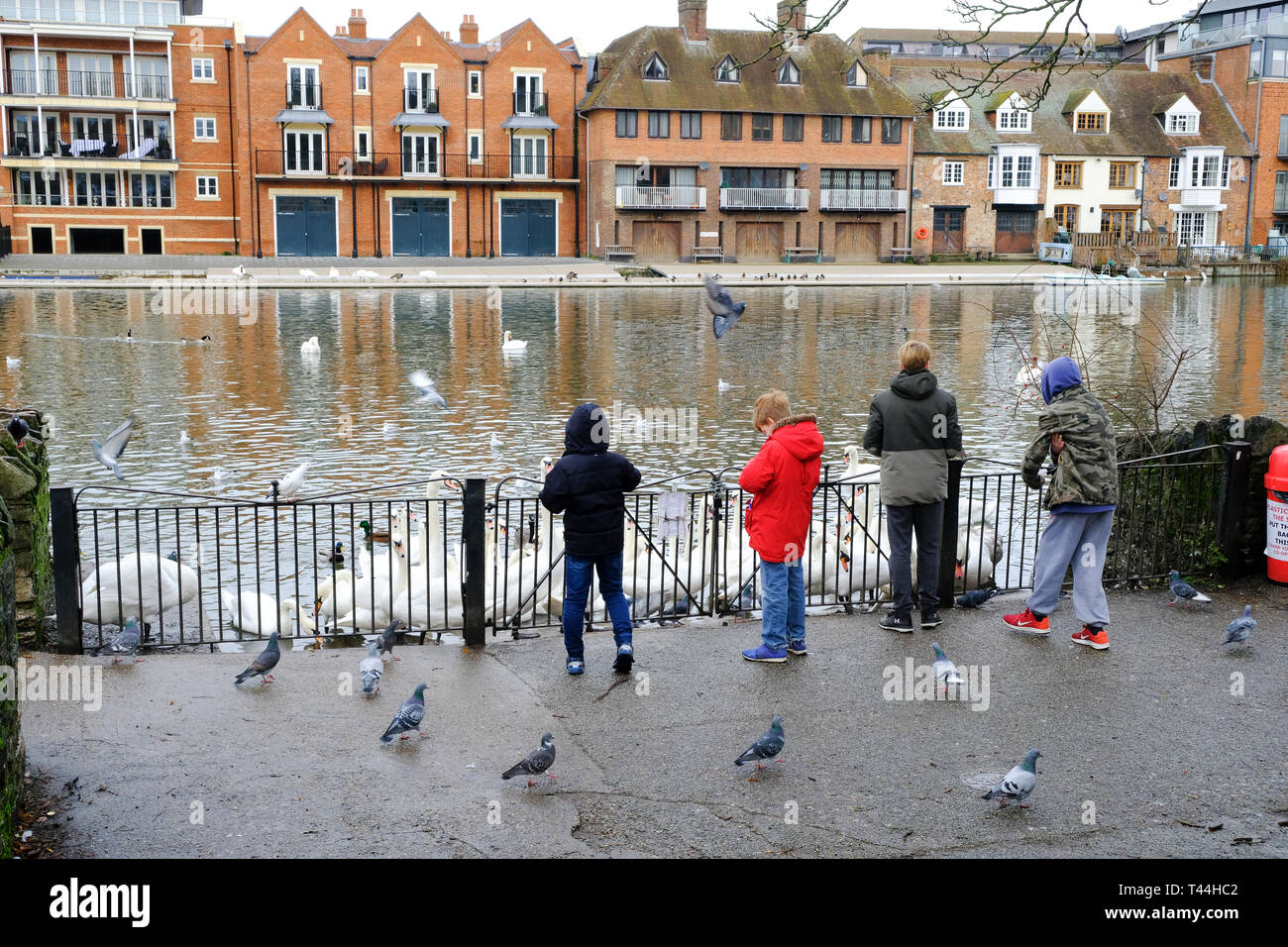 16 December 2108, UK - A group of children feed a bevy of mute swans in Windsor, UK Stock Photo