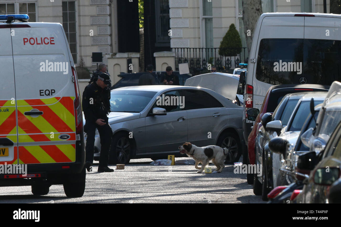 A police sniffer dog at scene near the Ukrainian Embassy in Holland Park, west London after police fired shots after the ambassador's car was 'deliberately rammed'. Stock Photo