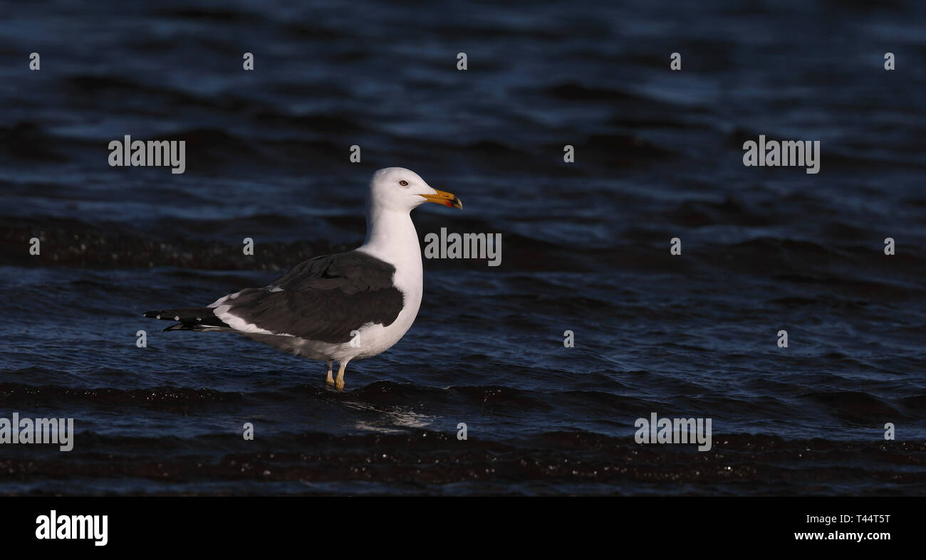 Great black-backed gull standing on sea shore Stock Photo