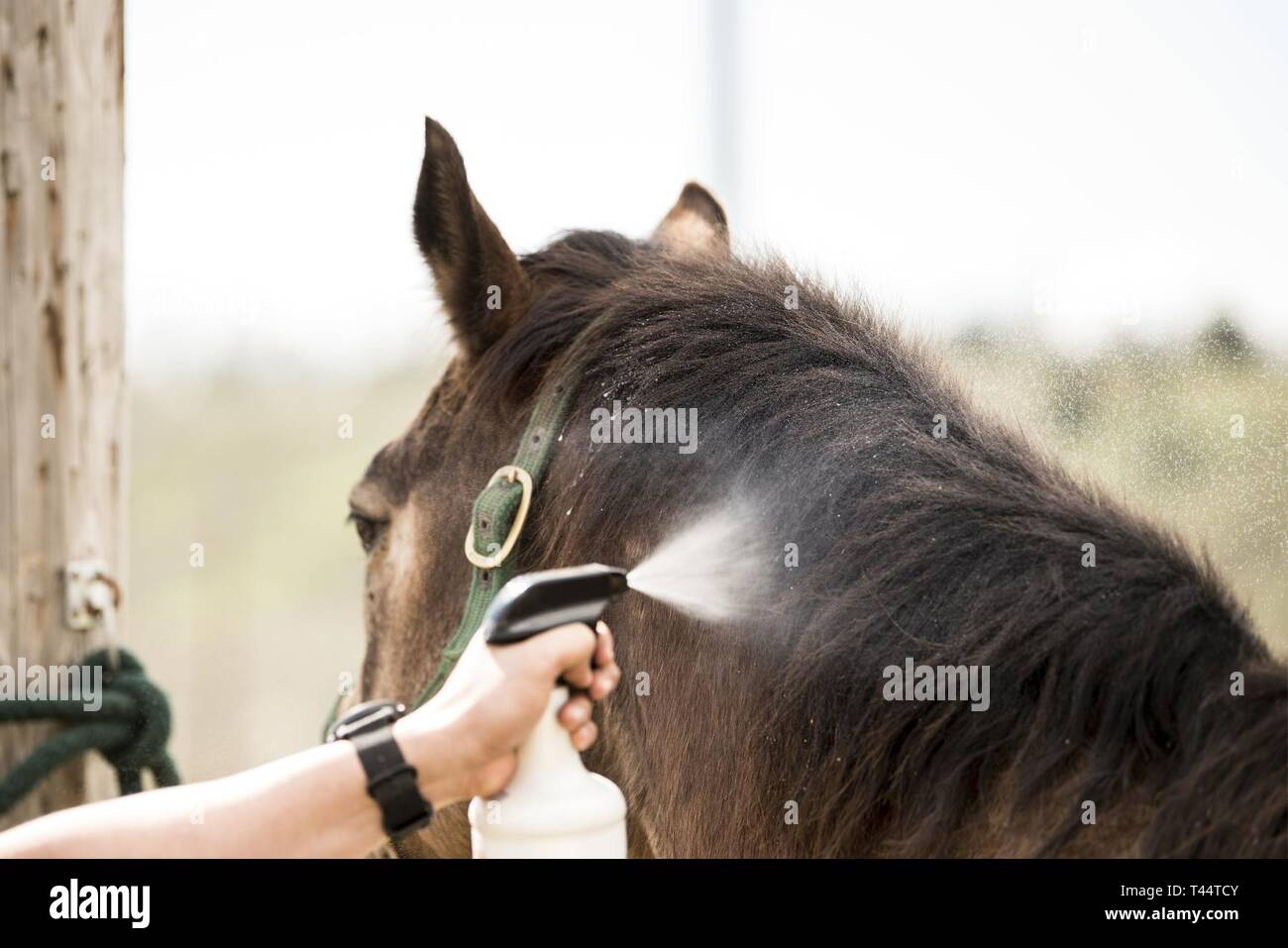 enior Airman Michael Terrazas, 30th Security Forces Squadron conservation patrolman, sprays detangler into Military Working Horse 'Buck’s' mane Feb. 25, 2019, at Vandenberg Air Force Base, Calif. Military working horses are groomed daily to ensure they are healthy and ready to complete the mission. Stock Photo