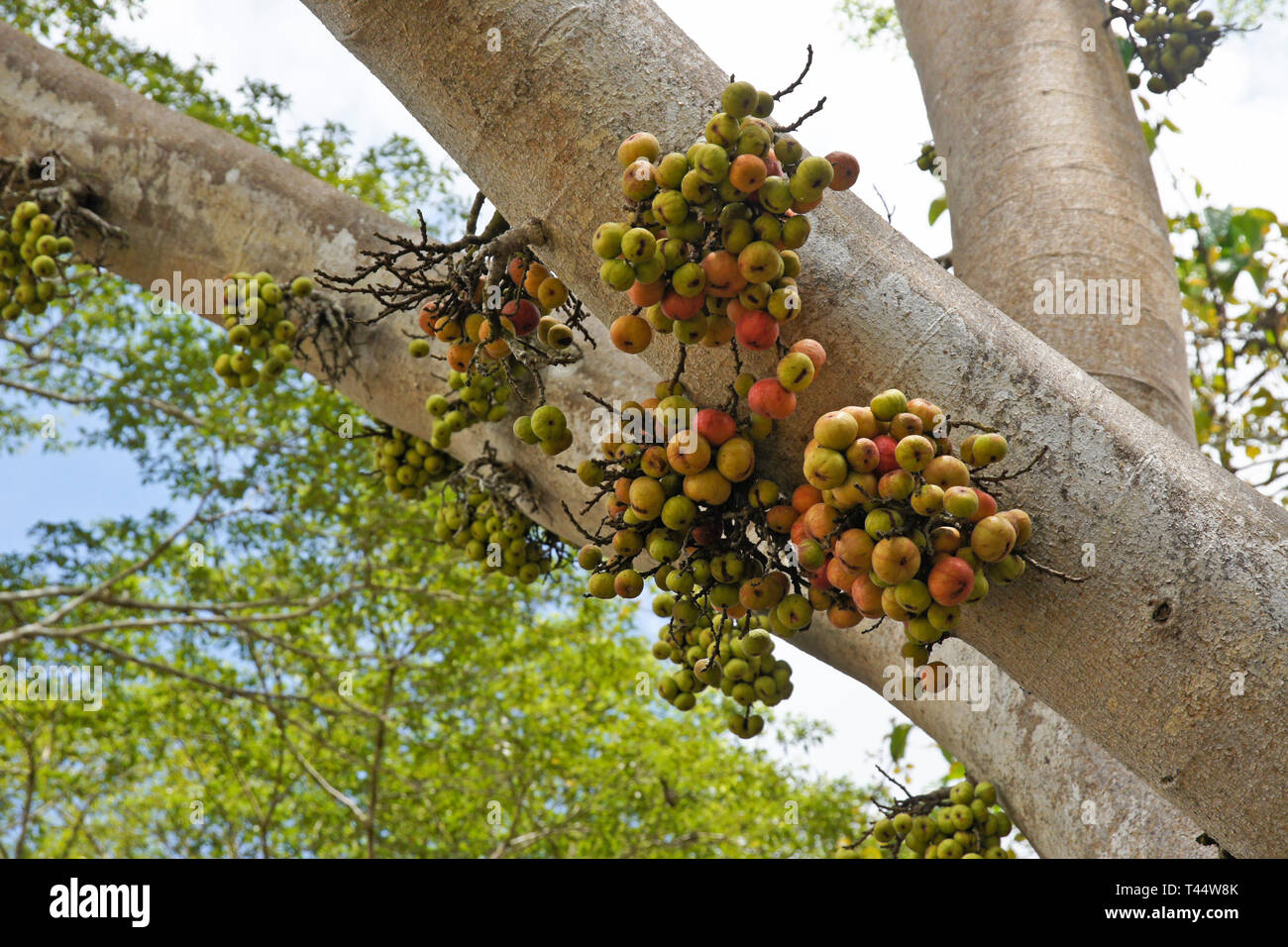 Wild fig tree (Ficus sp.) with fruit growing from trunk (called cauliflory), Kinabatangan River, Sabah, Borneo Stock Photo