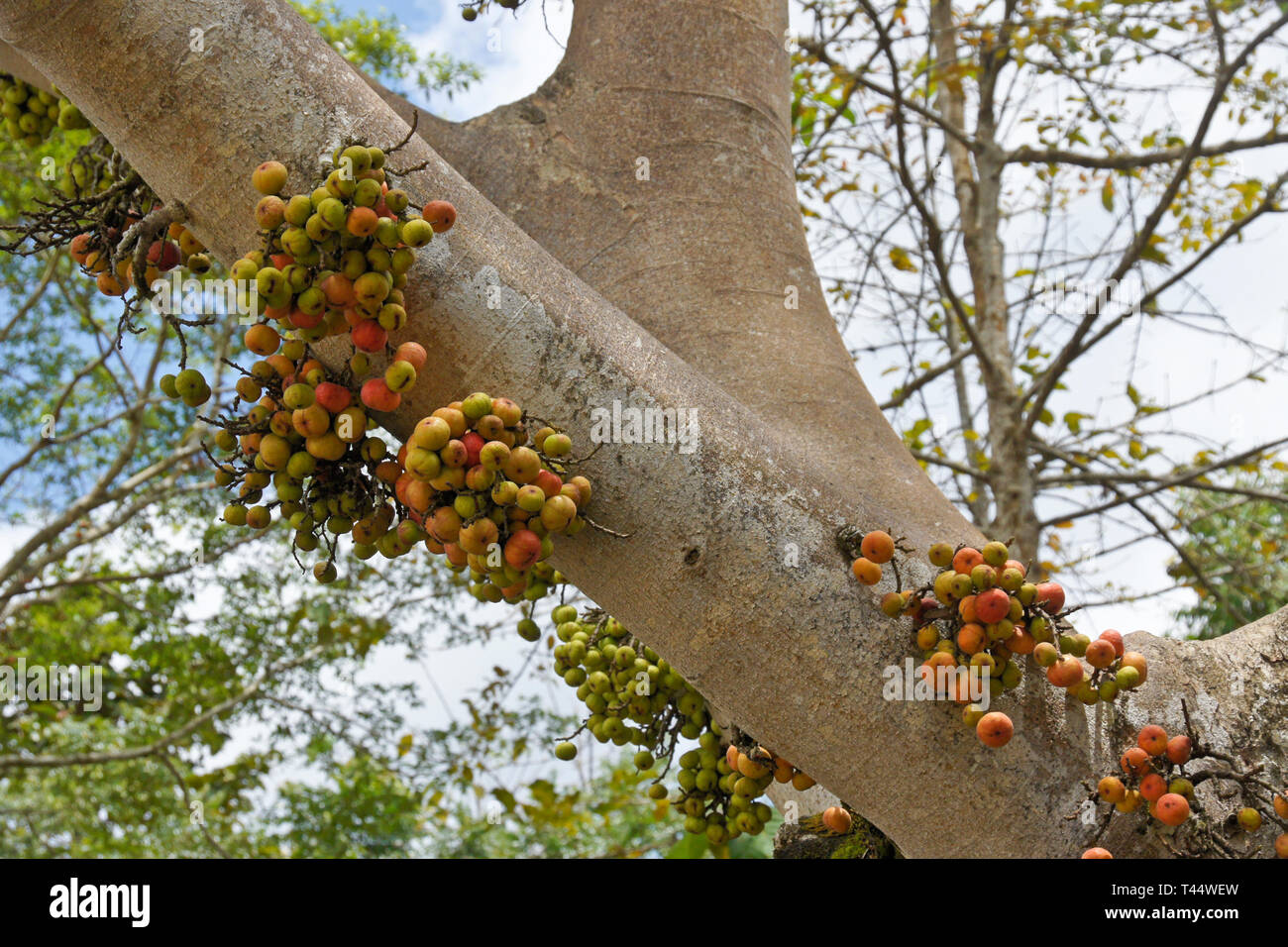 Wild fig tree (Ficus sp.) with fruit growing from trunk (called