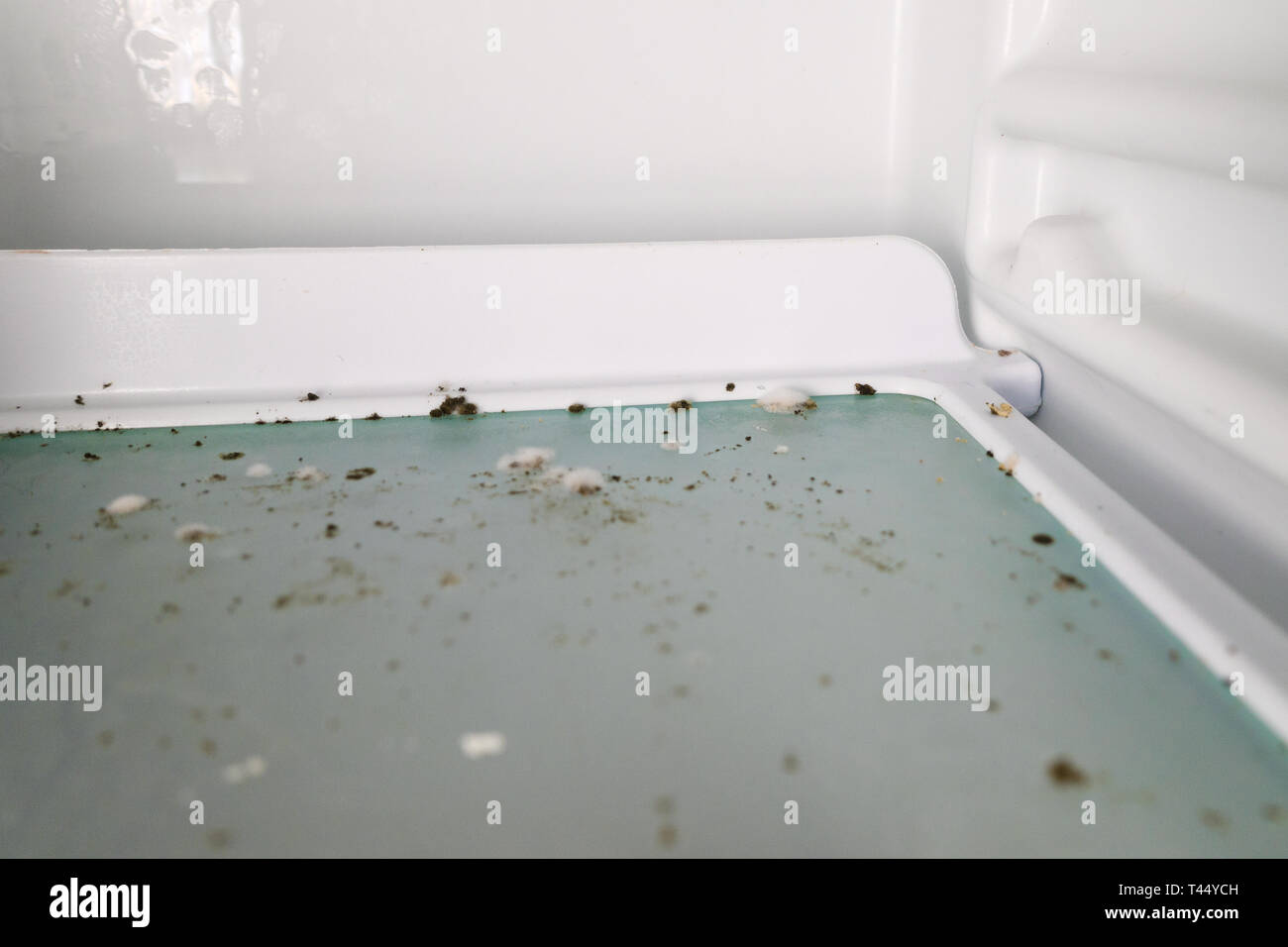mold moss fungus in contaminated freezer Stock Photo Alamy