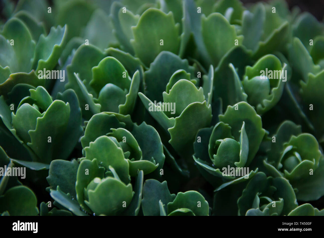 Many green leaves with water drops for background Stock Photo - Alamy