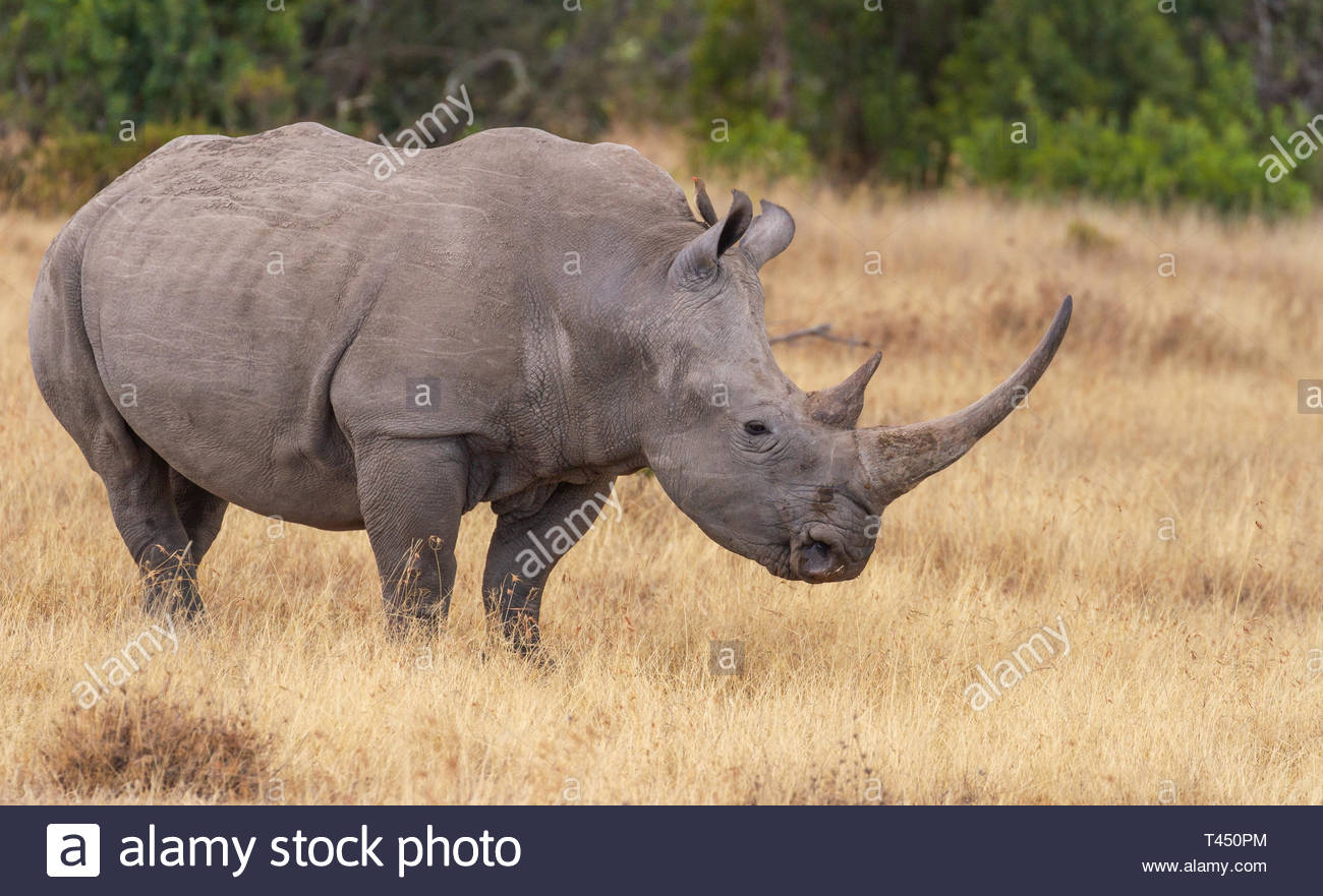 Rhinoceros Bird Stock Photos Rhinoceros Bird Stock Images Page
