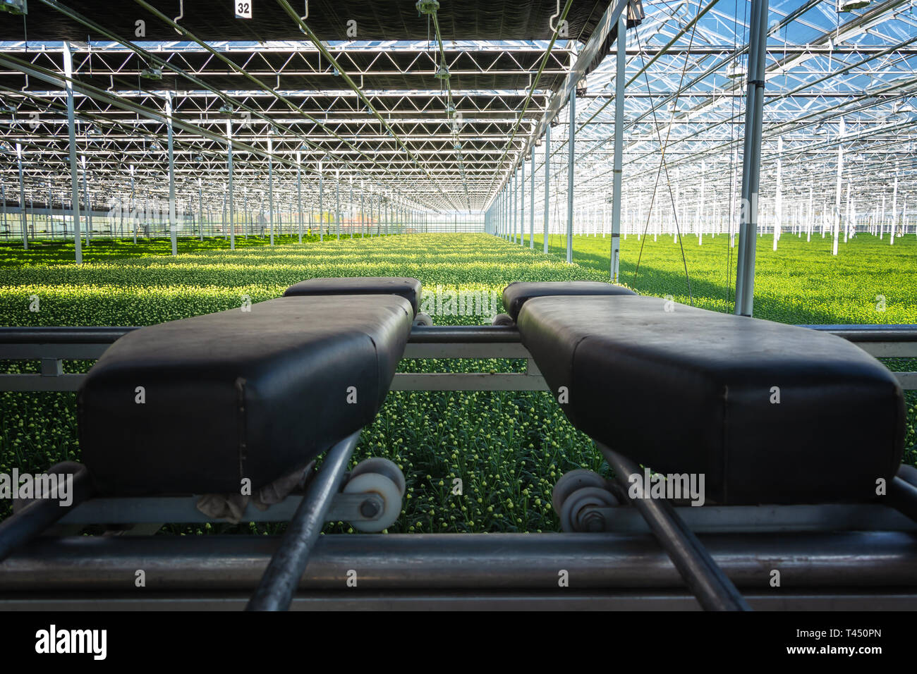 Two cushions that are used as santinis must be topped in a huge greenhouse in the Netherlands Stock Photo