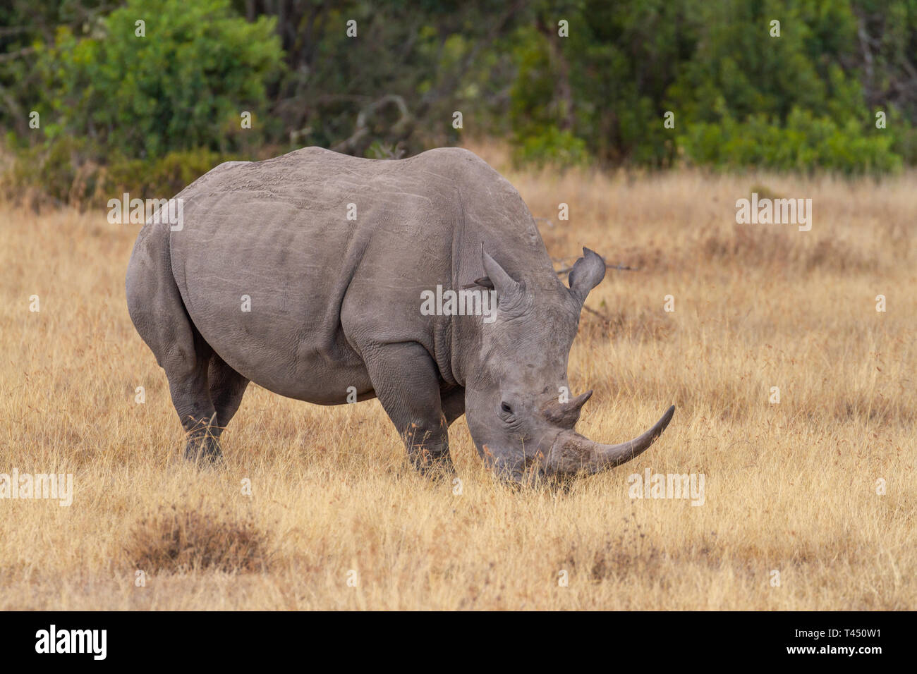 White rhinoceros, Ceratotherium Simum, large horn. Ol Pejeta Conservancy, Kenya, East Africa. Oxpecker bird in rhino ear Stock Photo